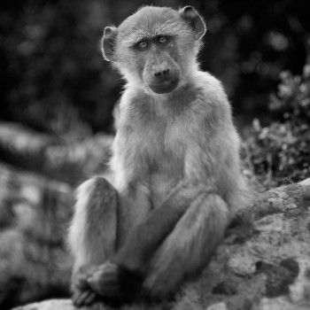 Young Baboon at Kommetjie ©anneberry