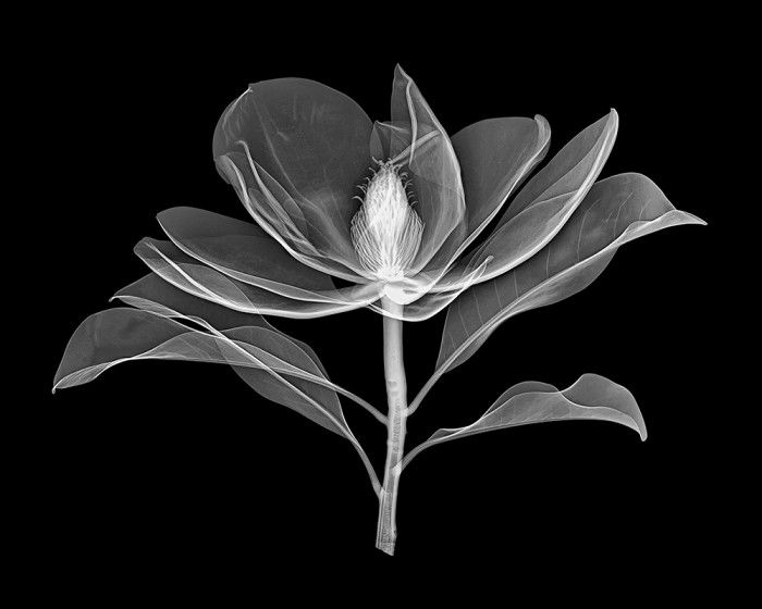 Series White on Balck, Bracken's Brown Beauty Magnolia © Allan Gill
