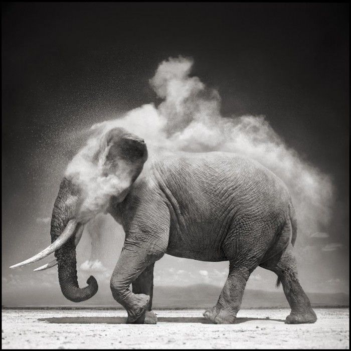 Elephant with Exploding Dust, Amboseli, 2004. Archival Pigment Ink Photograph on Paper. 27 x 27 inches. Promised Gift of Lynn and Foster Friess, National Museum of Wildlife Art. Photo credit: © Nick Brandt.