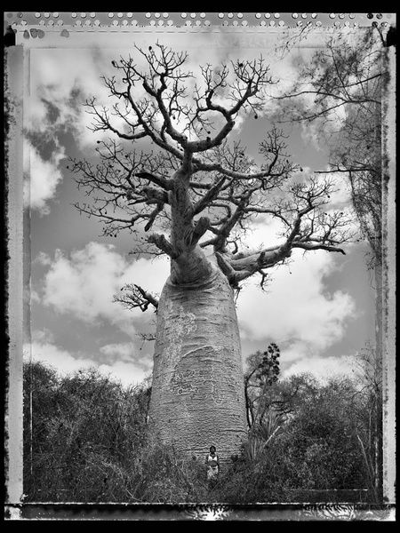 photo-eye bookstore_Ling_Tree of Generations_Ling_Ling_#30