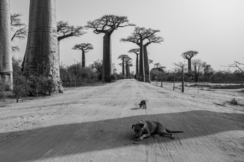 Waiting for Godot in Madagascar