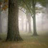 Lenore Ryan - Appleton, Wisconsin - Light thru Fog and Trees