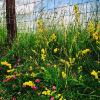 Nicola Jayne Maskrey  - flower meets fence 1 Painswick Beacon