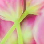Jane Feely - Spring Tulips