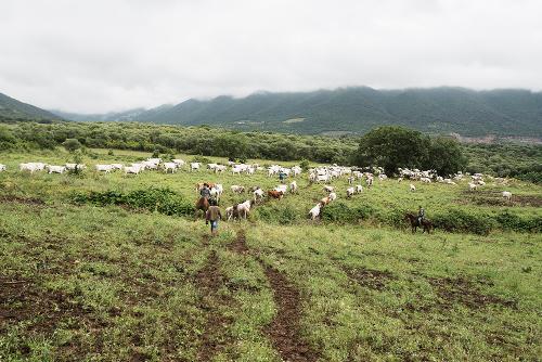 Christopher Neglia - From the Series "Inheritors of the Trail: Transhumance in Italy from the Tavoliere to the Molisan Mountains" 